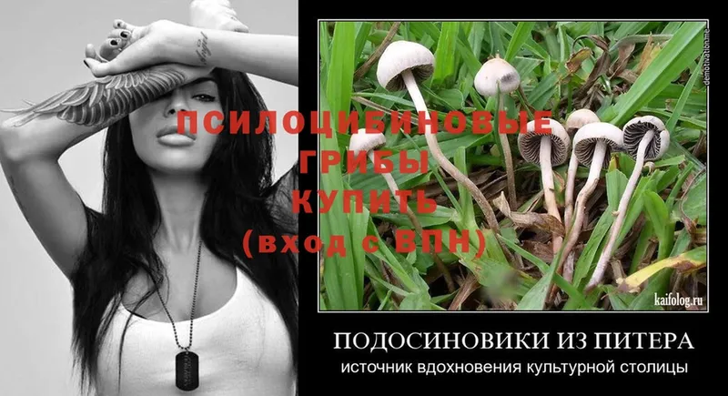 Галлюциногенные грибы Psilocybe  Чусовой 